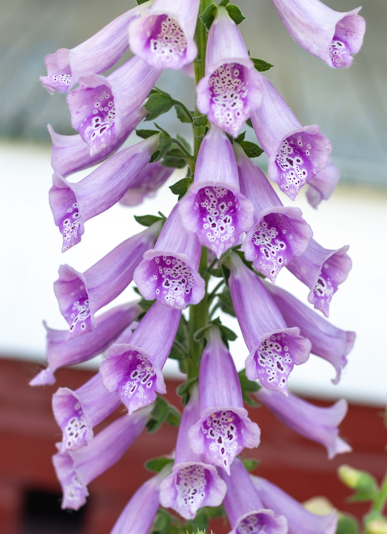 Summer Garden — foxglove spires in full bloom at golden hour, fine art botanical photography print
