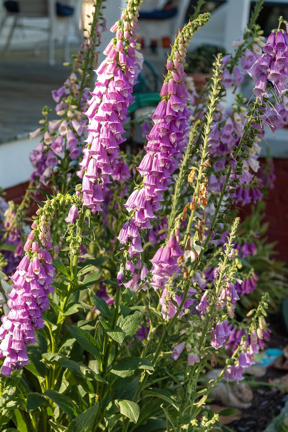 Foxglove Study II — fine art botanical photography print by Michael Long